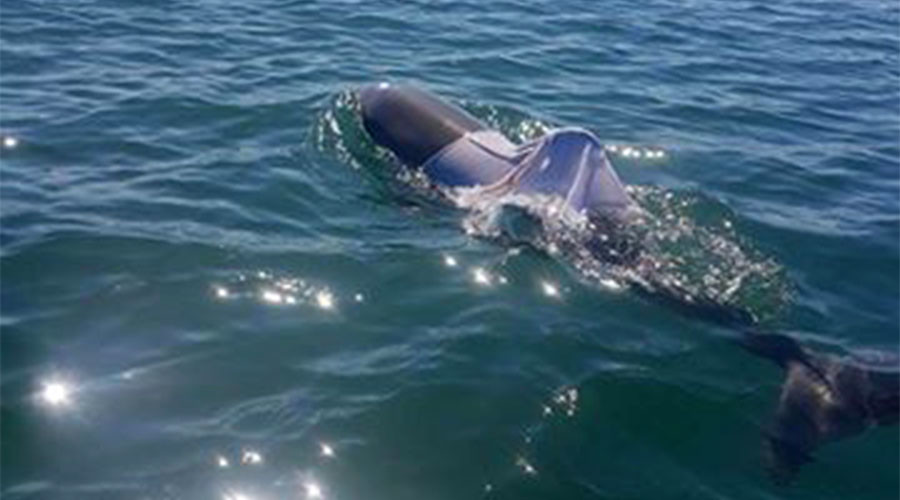 ‘It didn’t swim into that T-shirt’: Fears for dolphin dressed by revelers (PHOTOS)