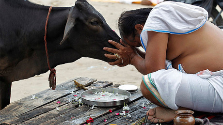 A Hindu devotee offers prayers to a cow after taking a holy dip in the waters of Sangam, a confluence of three rivers, the Ganga, the Yamuna and the mythical Saraswati, in Allahabad, India, September 28, 2016. © Jitendra Prakash