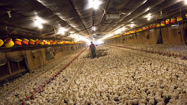 Chicken farmers demand more scratch in class-action lawsuit — RT America