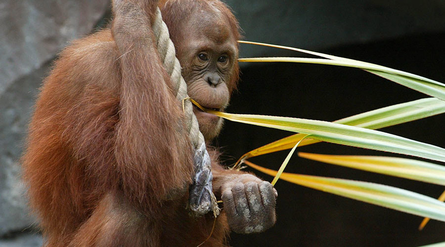 Online mating: Orangutan to use 'Tinder' at Dutch zoo