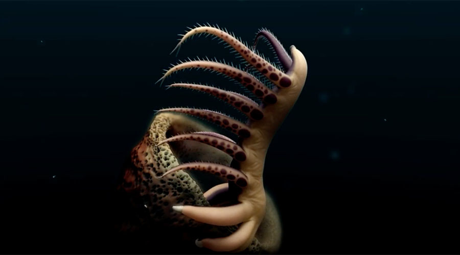 500mn years old & boasting 30 legs: ‘Worm’ fossil offers insight into ancient species (VIDEO)