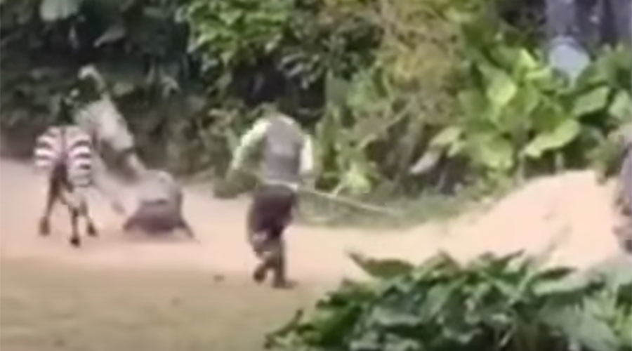 Watch angry Zebra’s vicious attack on zoo worker in heart stopping video