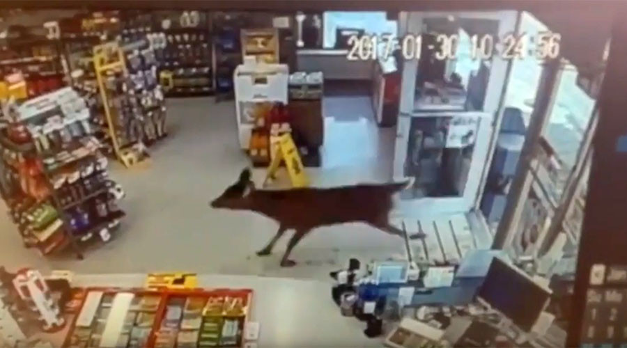 Rampaging deer trash Canadian gas station (VIDEO)