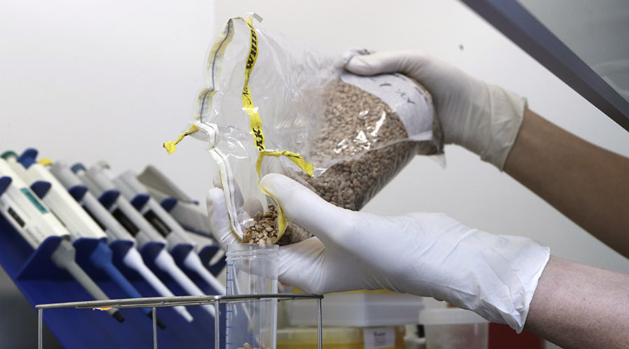 Genetically-modified wheat to be grown in Britain despite environmentalist opposition