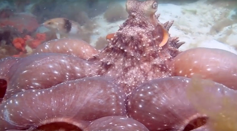 An octupus doesn't share: Fierce creature pursues diver for interrupting dinner