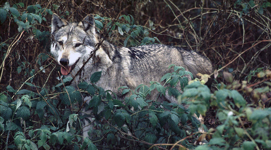Italy postpones wolf cull amid widespread protests