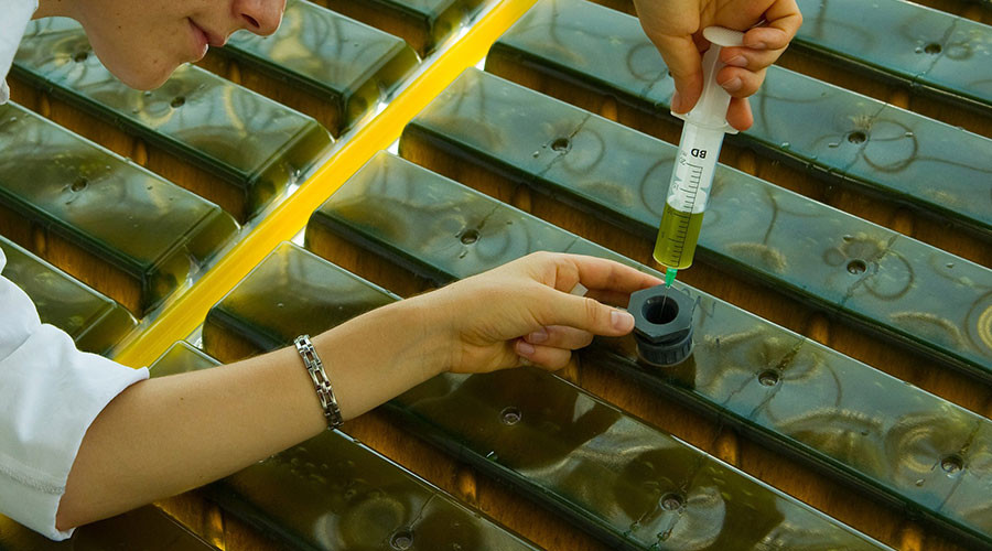 Scientists find novel, faster way to farm algae for renewable biofuel