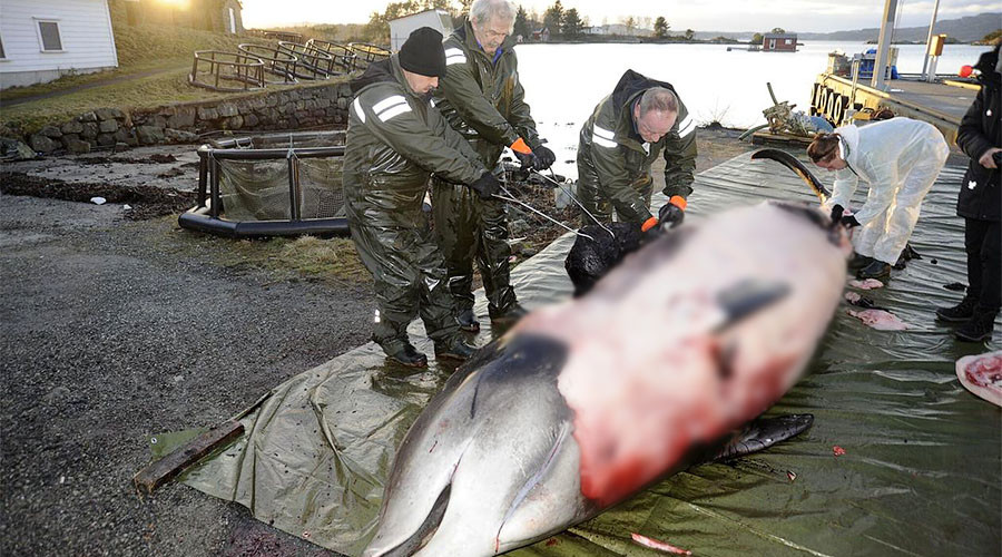 30 plastic bags, 1 dead whale: Shocking toll of vast ocean pollution laid bare