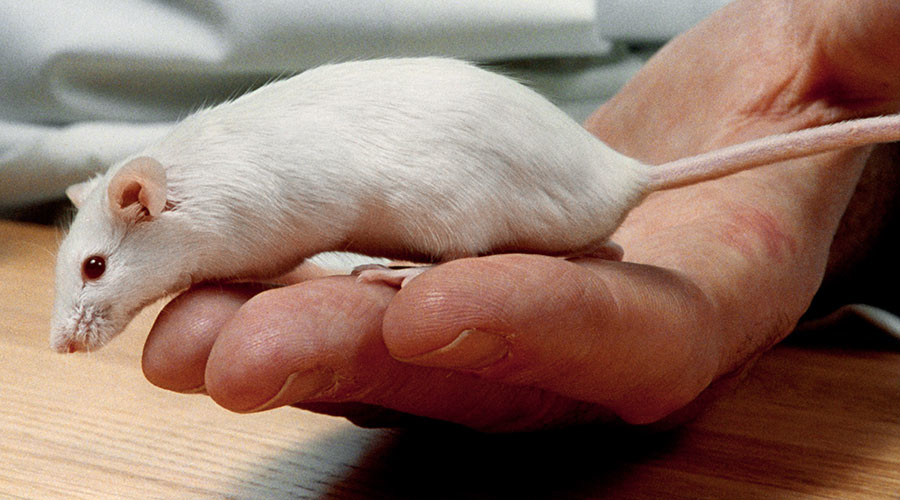 Scientists restore hearing in deaf mice using advanced gene therapy