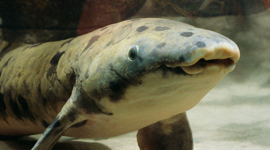 World’s oldest captive fish euthanized by Chicago aquarium