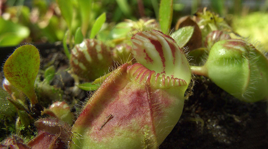 Flesh-eating plants thousands of miles apart turned carnivorous in similar ways – study