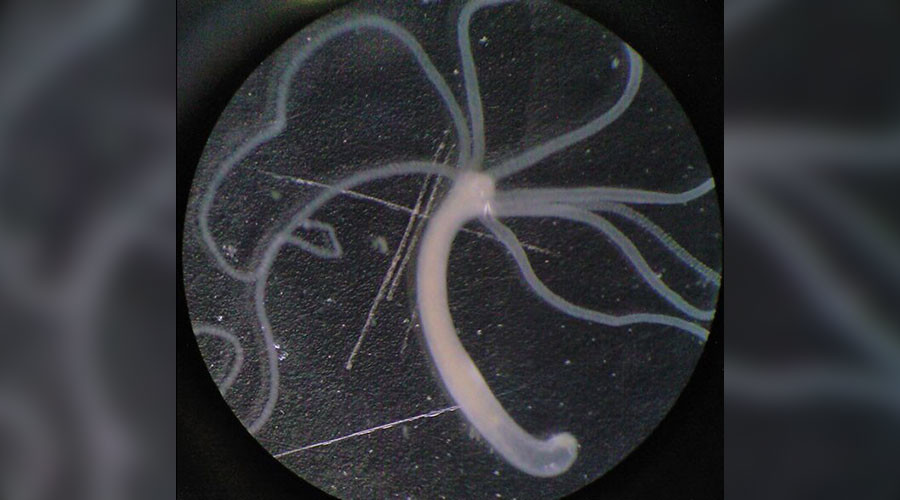 Incredible ‘memory’ of hydra body parts help regeneration of underwater creature – study