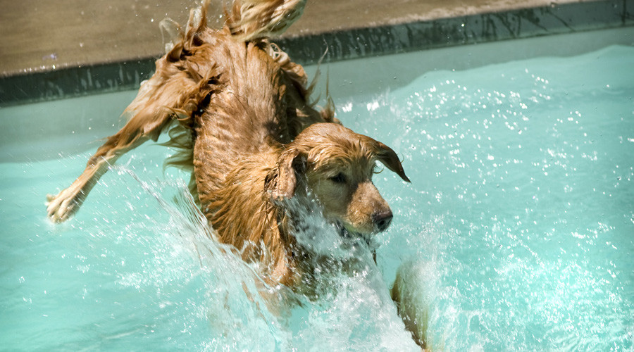 Russian scientists to teach mice, hamsters & dogs to breathe underwater