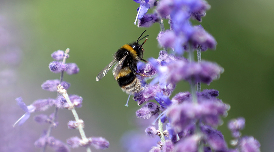 Bee-pocalyse Now: Study details catastrophic human impact on bees