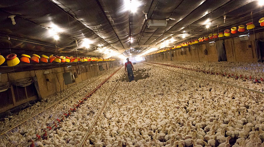 Chicken farmers demand more scratch in class-action lawsuit