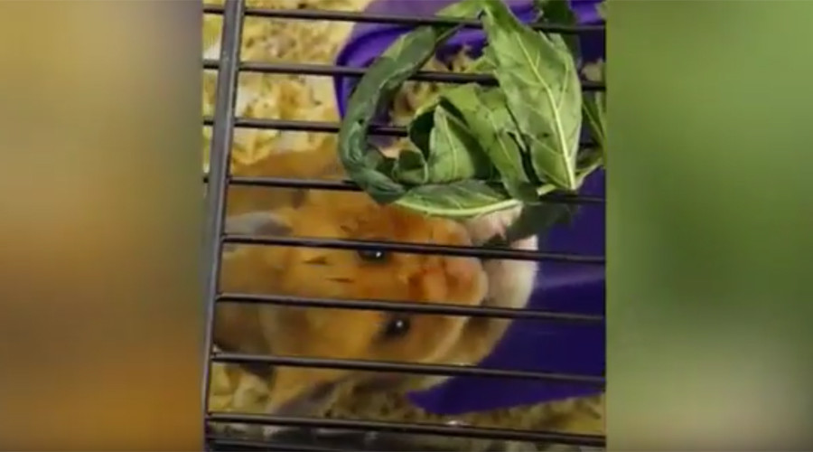 Thug jailed after feeding pet hamster LSD & cannabis (VIDEO)