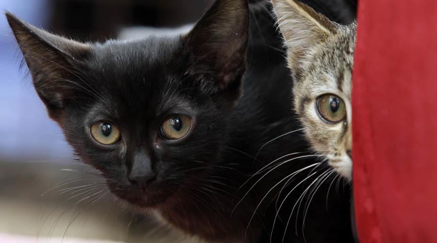 Indian school book’s shocking kitten experiment horrifies internet