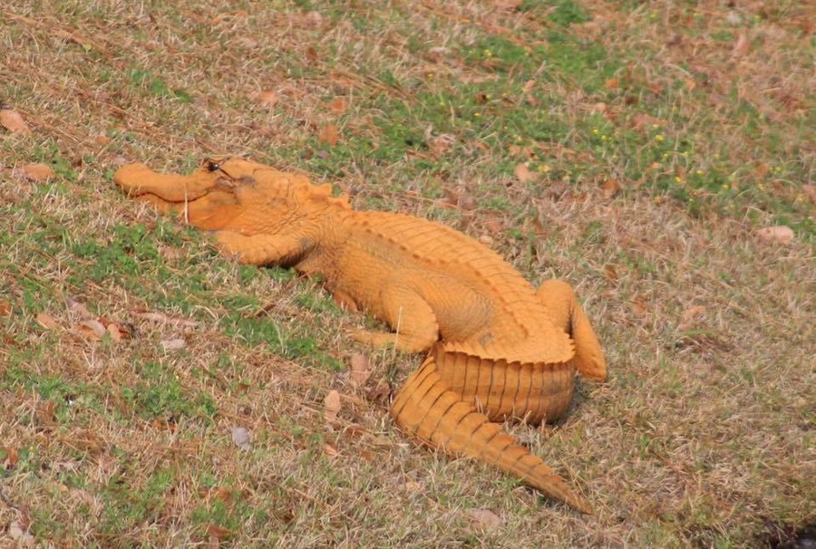 'Trumpagator’: Mysterious orange alligator gets snapped in South Carolina