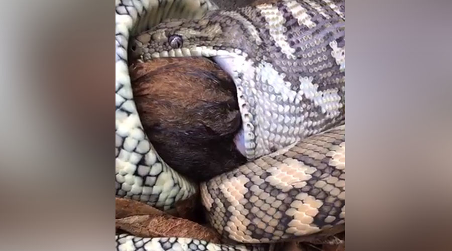 Live feed: Aussie snake catchers stream python eating possum on FB