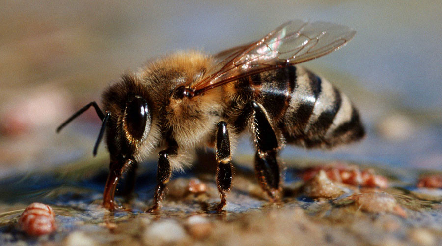 Serious bees-ness: Pollinator drones could replace endangered insects