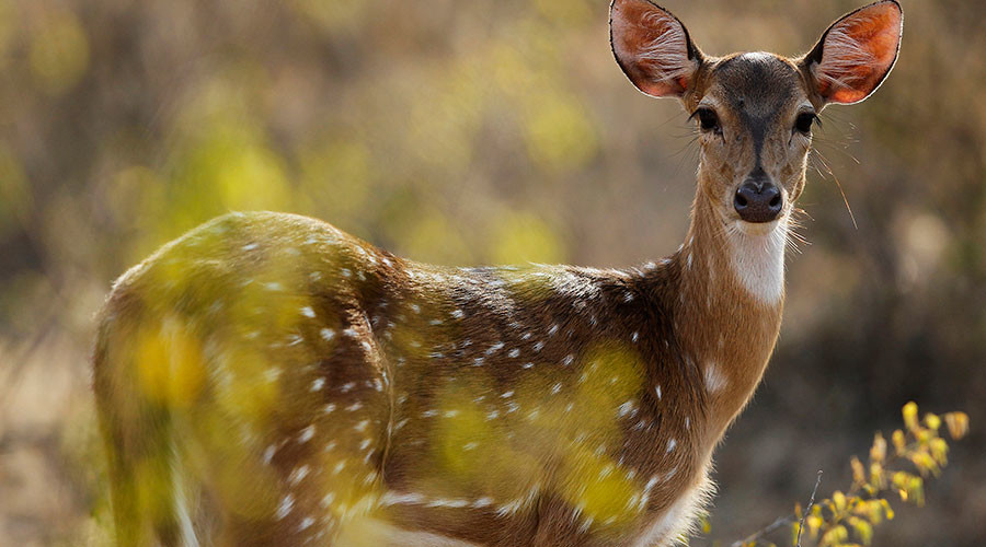 ‘When I seen it, it was game-on’: Man wrestles wayward doe in PA supermarket