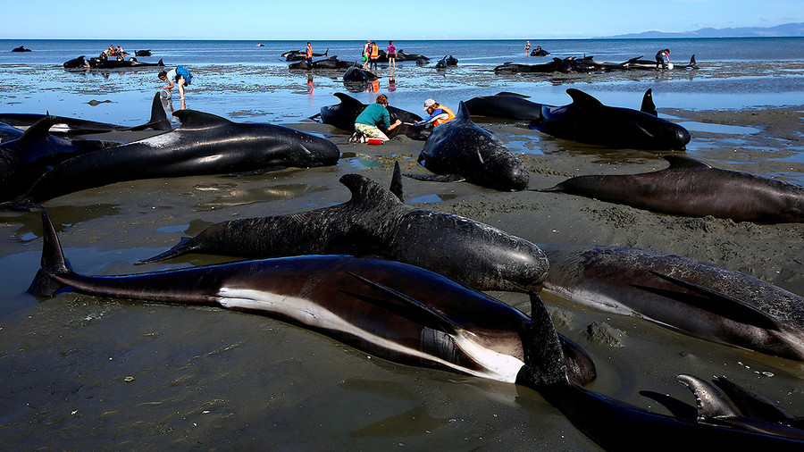 80 pilot whales rescued in epic NZ stranding, but 200 more wash up on ...