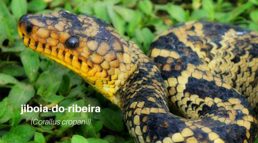 Extremely rare snake emerges in Brazil after 64-year absence