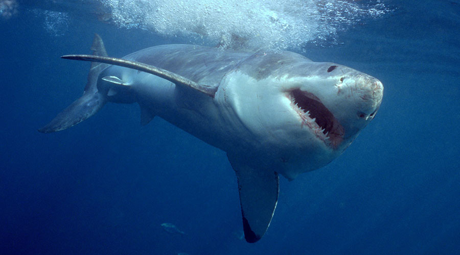 Shark ventures 10km inland for trip down Sydney canal (VIDEO)