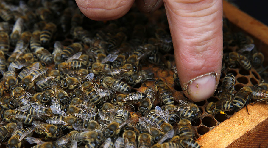 Honeybees love to ‘whoop’: Scientists discover vibrational signal is expression of surprise (VIDEO)