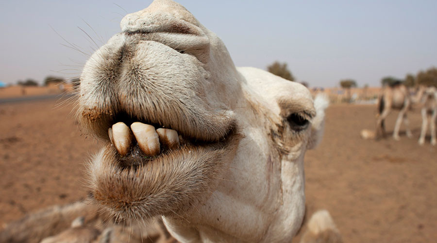 ‘Pure racism’: Migrants blast Sweden’s Camel Park integration strategy