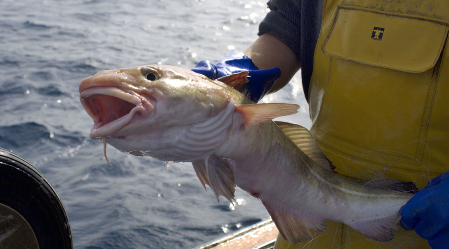 Brexit doesn’t mean UK fishermen will get national waters back – leaked EU document