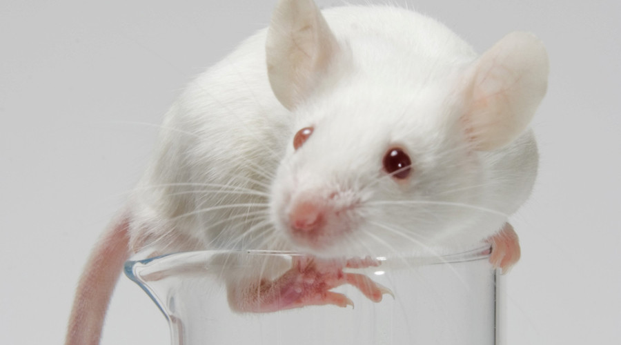 Combination immunotherapies kill brain cancer in mice – study