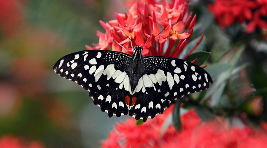 Britain's urban butterfly population down 69% in 2 decades - study