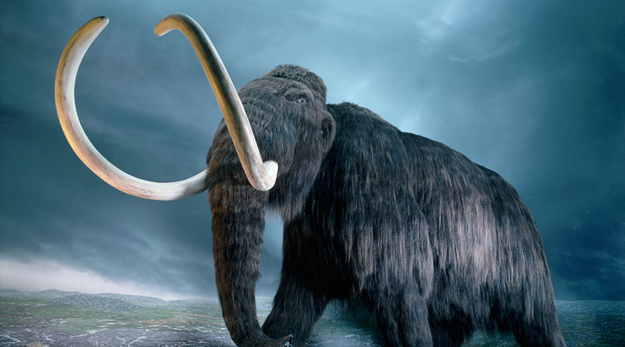 Scientists want to 'de-extinct' the woolly mammoth