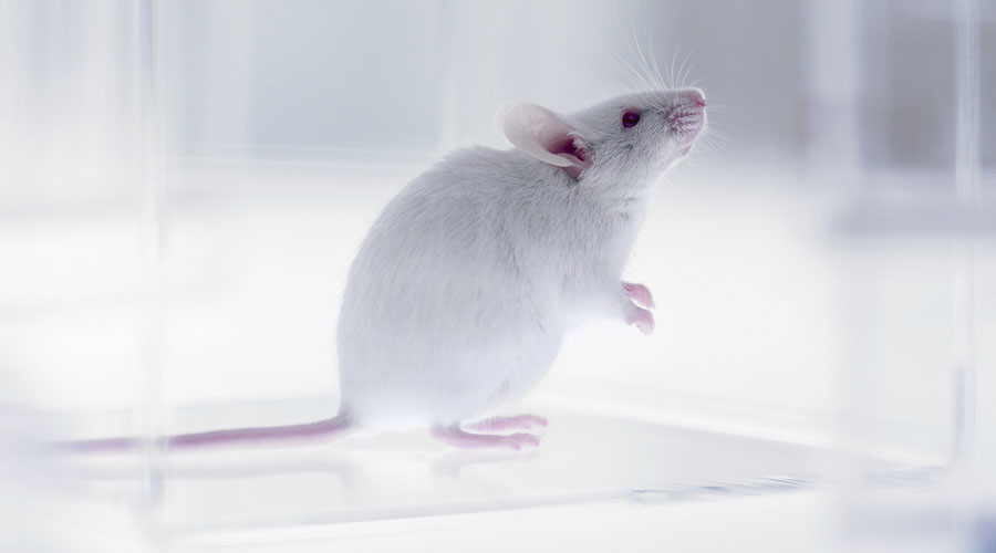 Russian & Swedish scientists slow down mice aging with synthetic antioxidant
