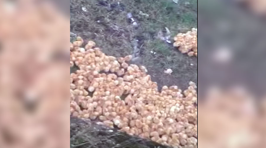 ‘Sea of yellow’ covers UK field as 1,800 newborn chicks abandoned (VIDEO, PHOTOS)