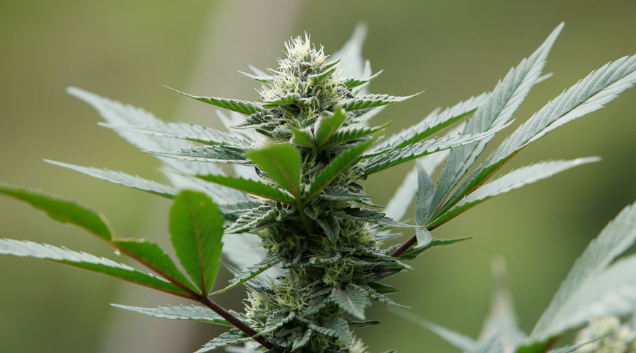 First drive-through pot shop set to open in Colorado