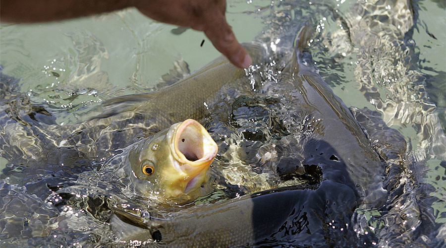 Russian tourist detained in Thailand for feeding fish, may face jail