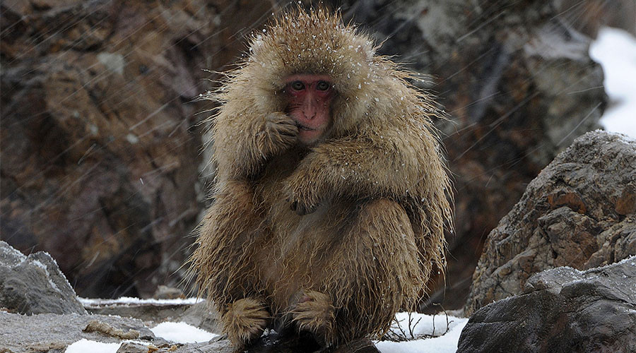Japanese zoo kills 57 monkeys for having ‘invasive alien genes’