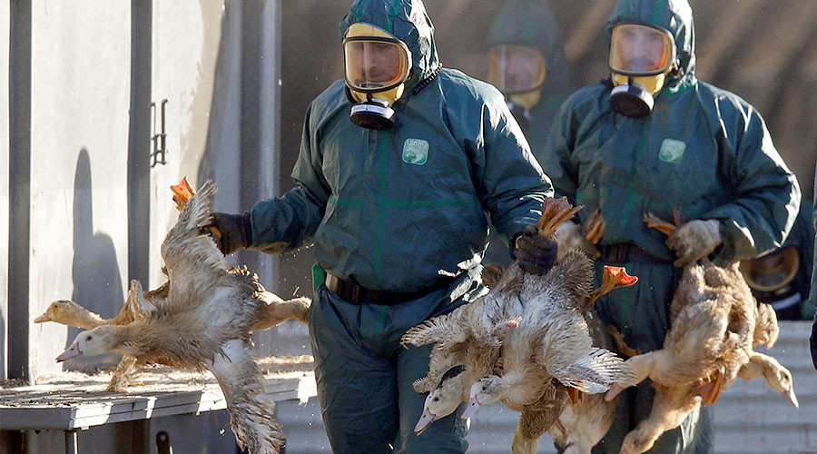 Au revoir foie gras? 600k ducks to be slaughtered in France due to bird flu