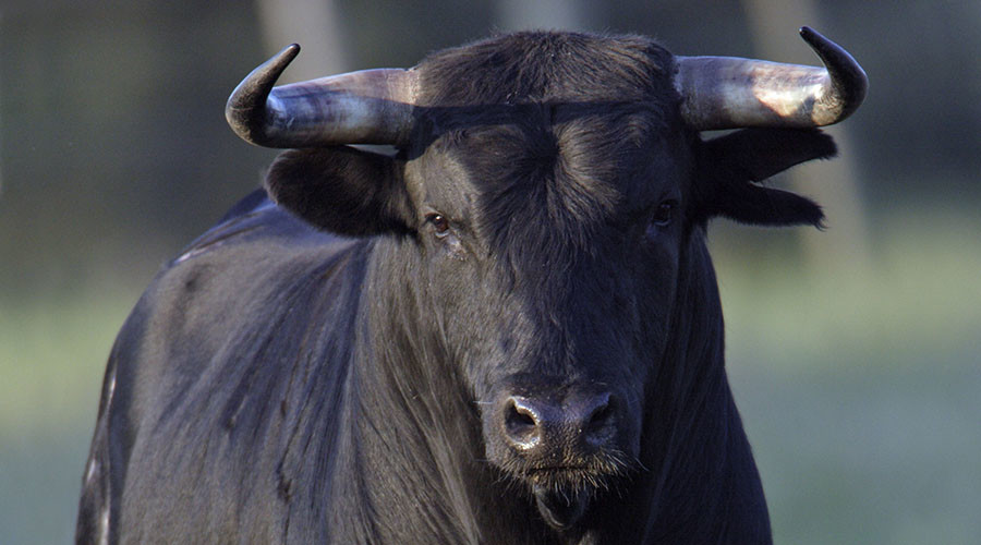 Bull run, New York-style: Bovine on the loose leads cops on hours-long chase