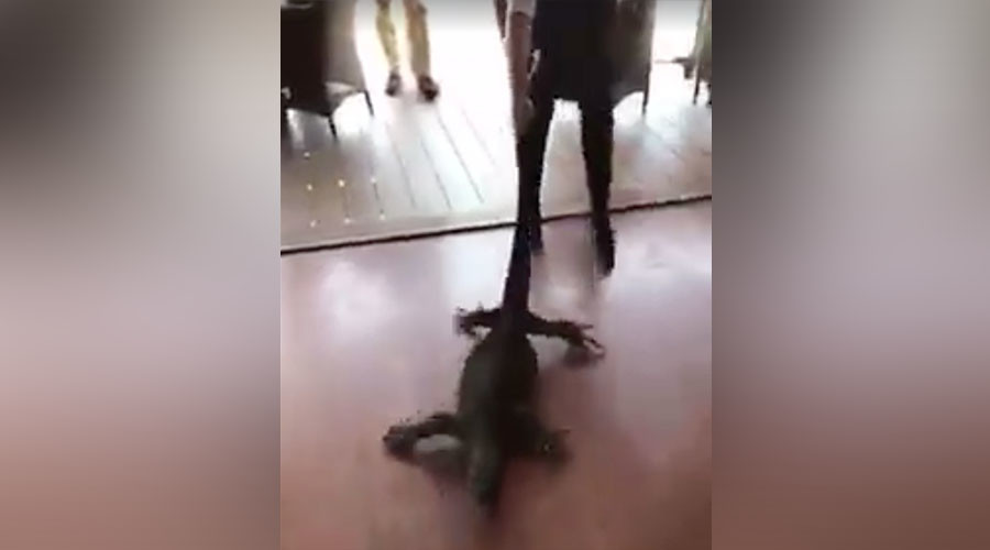 French waitress drags giant goanna lizard out of Australian restaurant (VIDEO)
