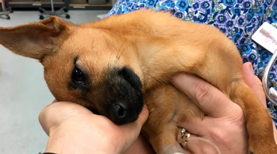 Puppy takes heroin overdose while owners 'scam' Home Depot