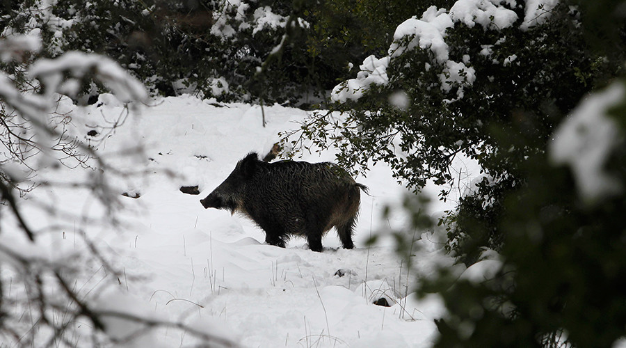 Radioactive boars found in Czech forests 31yrs after Chernobyl disaster