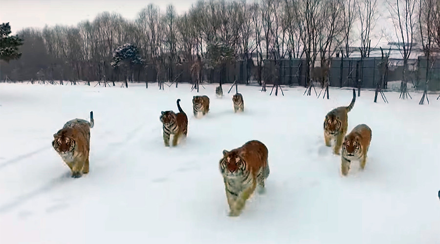 Siberian tigers team up for devastating drone take-down (VIDEO)