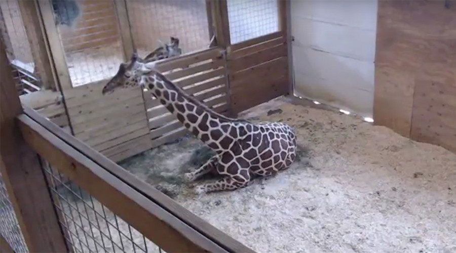 ‘Sexually explicit content’? Giraffe birth video removed from YouTube