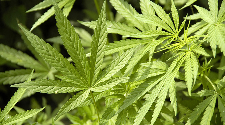 Bunker busted: £1mn worth of pot snatched by cops in nuclear bunker-turned-giant cannabis plantation
