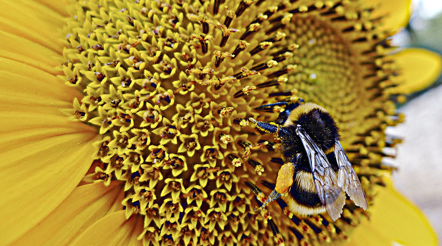 Honey offside trap: Bees taught to play football by scientists (VIDEO)