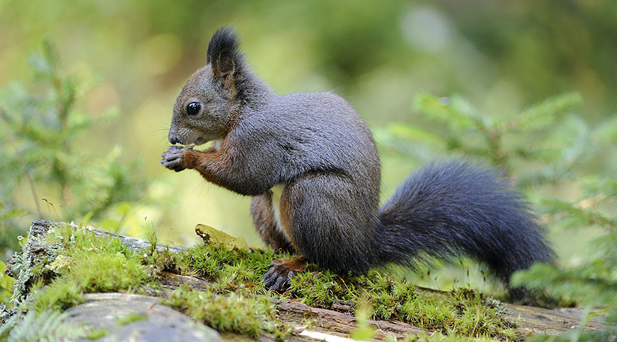 Nut job: Prince Charles backs Nutella-fueled grey squirrel sterilization plan