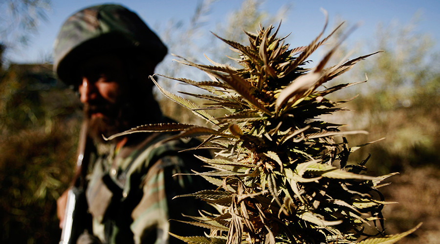 Taliban urge supporters to plant trees for ‘rewards in the hereafter’